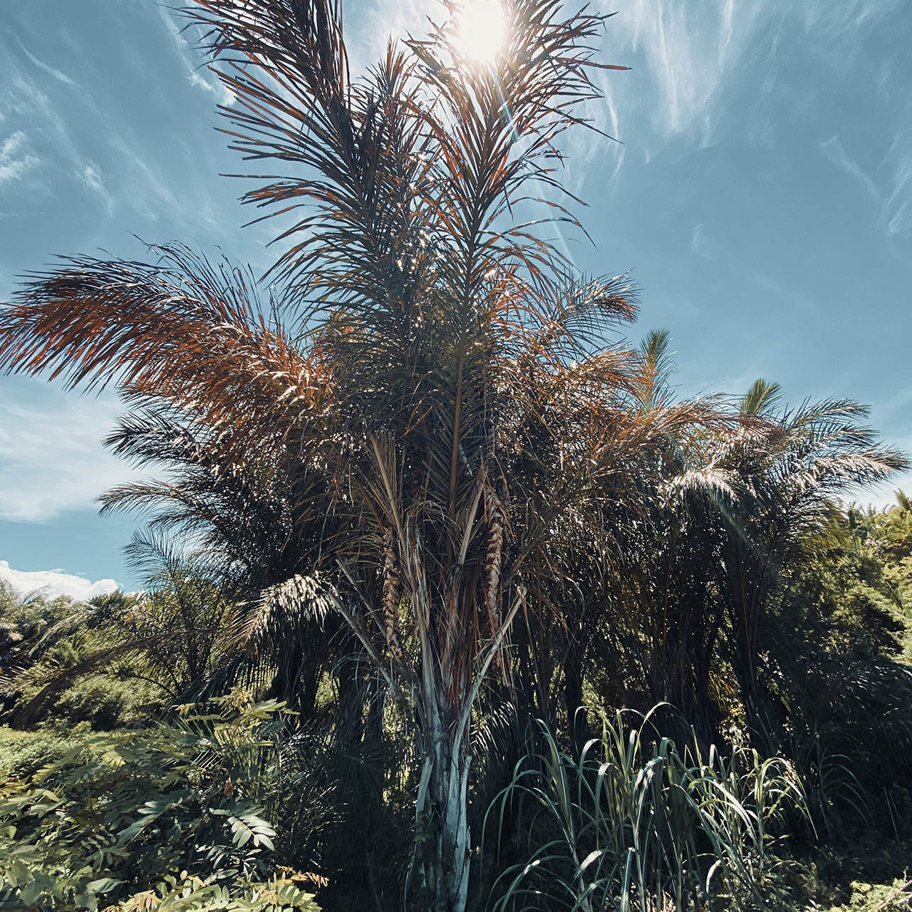 Raphia Madagascar bosque